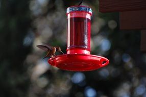 hummingbird on a red feeding trough among the plants
