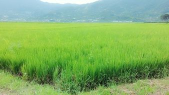 terrific rice paddies