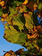 linden autumn leaves under the sun