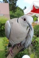 white dove portrait