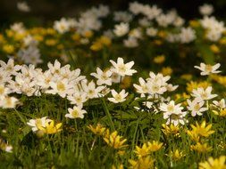 white anemones among other garden flowers
