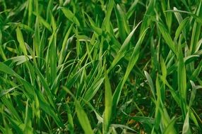 Fresh green grass summer season