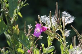 plant with purple flowers close up