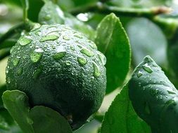 green lemon in water drops