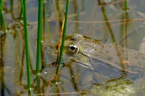 frog eyes over the surface of the pond