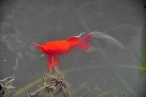 red fish in muddy water