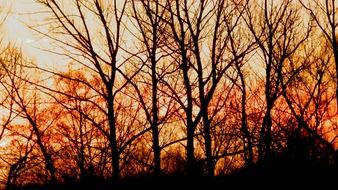 forest in the glow of the rising sun