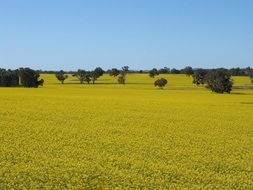 kojonup crop