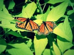 Orange butterflies on green leaves