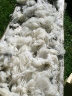 Raw wool on farm