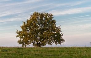 big tree among green meadow