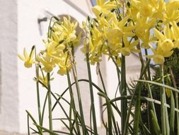 yellow daffodils near the house on the garden