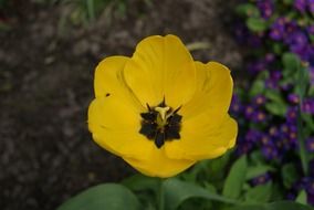 yellow tulip flower in the garden