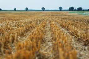 harvested crop field, low angle view