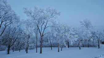 beautiful snow covered trees in winter