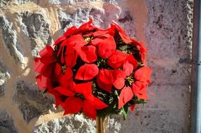 red flowers in a ball