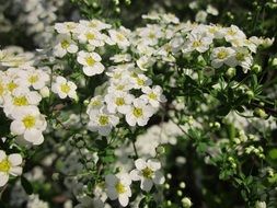 blooming shrub of spiraea