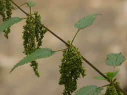 nettle on the stalk