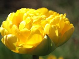 big yellow tulip bud