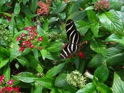 striped butterfly on a green plant in america