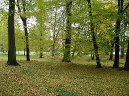 park with green trees