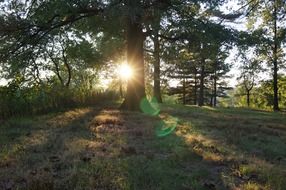 sunset in the foliage of the trees at the edge