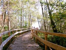 photo of wooden bridge in the forest