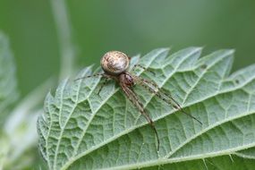 Close-up of the spider on the green leaf in the forest