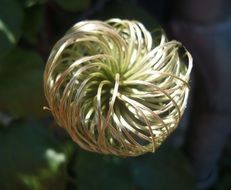 swirling natural flower bud
