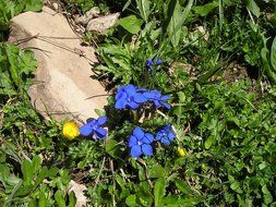 little purple flowers near the stone