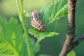 blade caterpillar