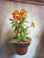 flowering plant in a pot on the wall