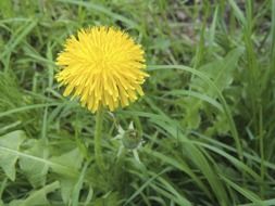 yellow dandelion on green grass