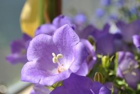 Close-up of the balcony plant with purple flowers