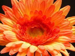 orange gerbera closeup