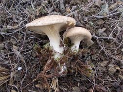 white mushrooms on the autumn ground