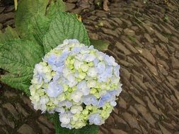blue-white hydrangea in the garden