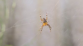 Close-up of the spider on cobweb