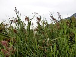 Beautiful red reed in green grass under cloudy sky