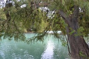 tree over shiny water of the river, mexico