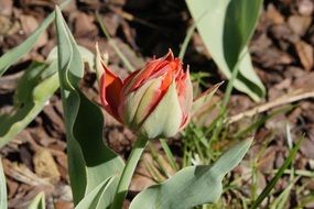 Tulip bloom in the garden
