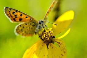 yellow flower and a butterfly