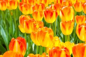 orange red tulips