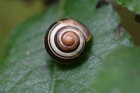 snail with round ornament on green leaf