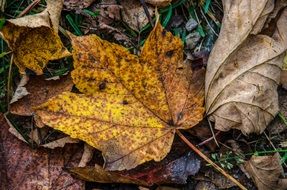 yellow spotted autumn maple leaf