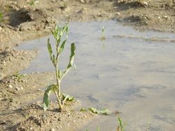 weed plant mud