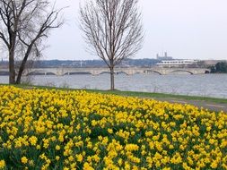 yellow daffodils in river park