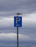 Bird on the blue sign