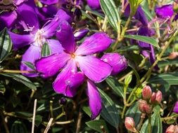Tibouchina urvilleana, princess flower, blooming plant