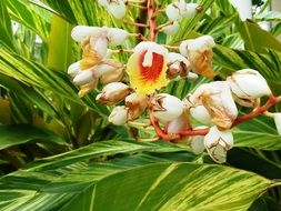 ginger blossoms close up